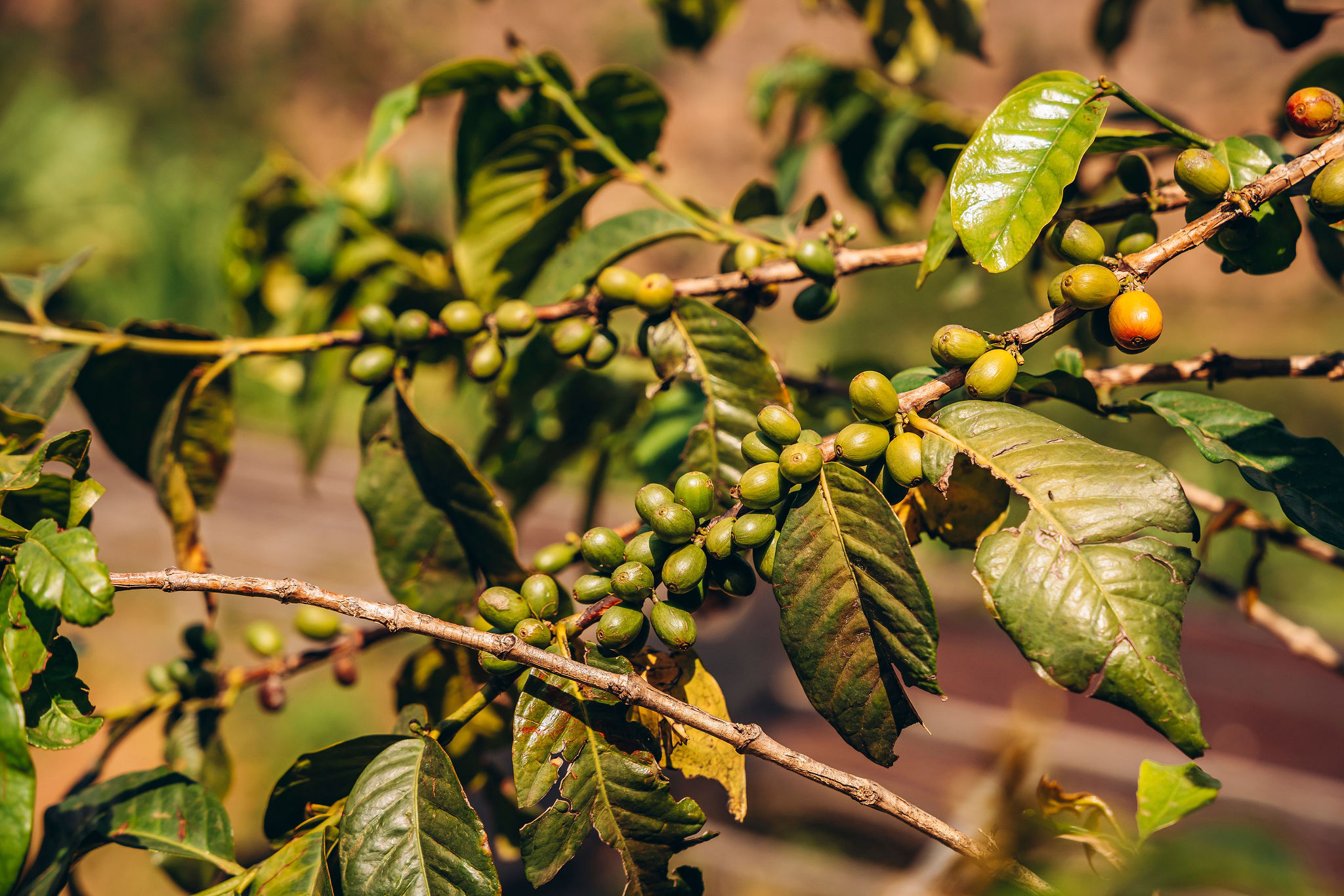 Life at YEET COFFEE washing stations in Karongi