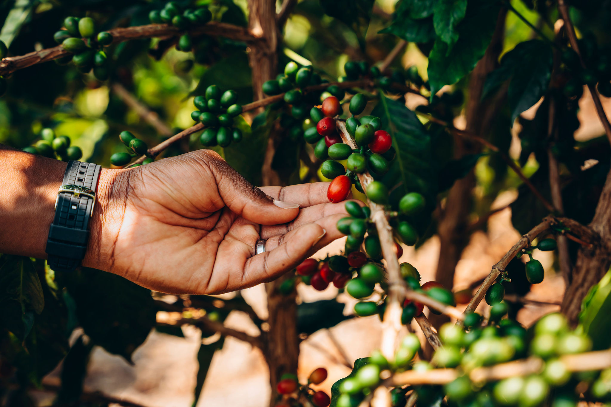 Life at YEET COFFEE washing stations in Karongi