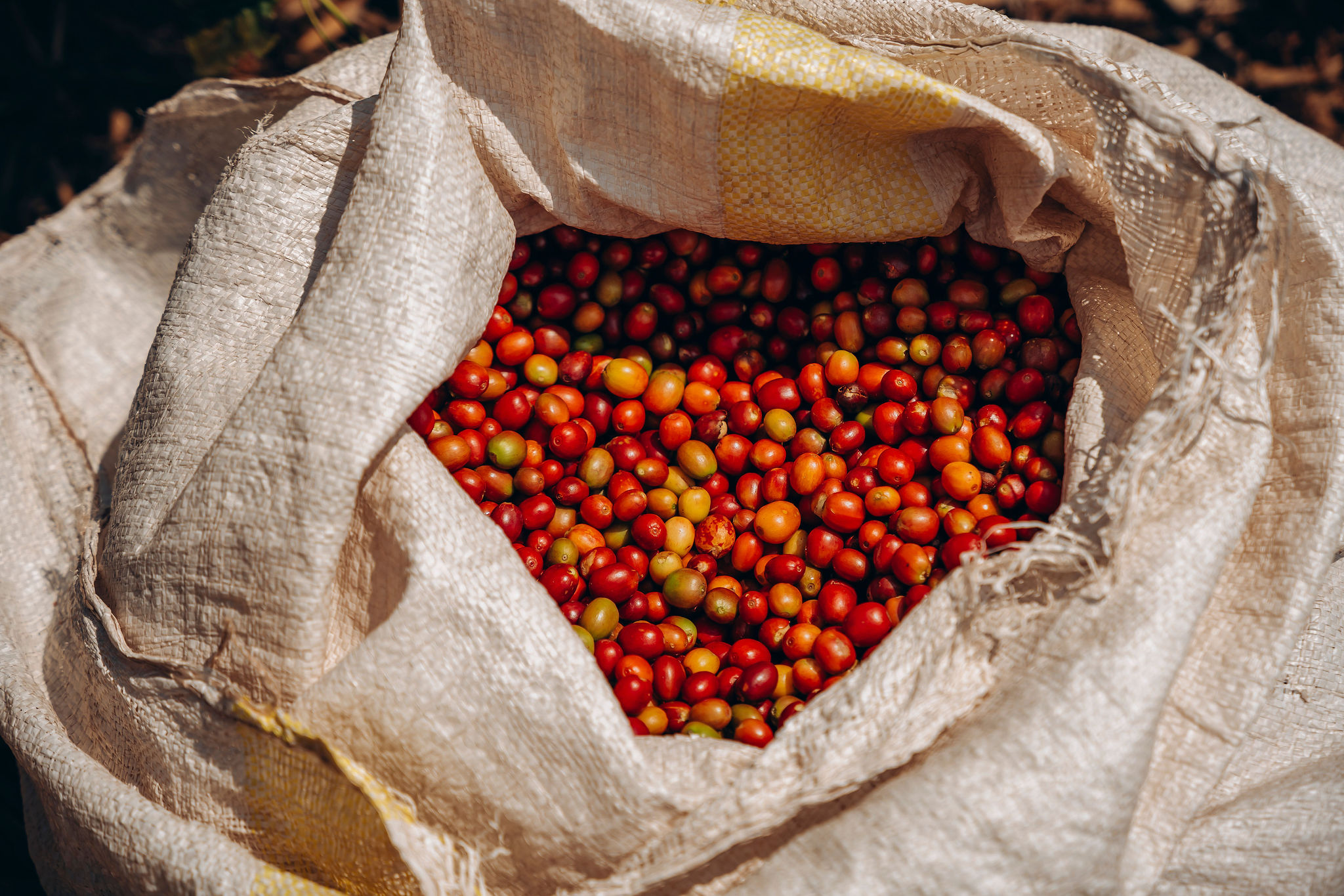 Life at YEET COFFEE washing stations in Karongi