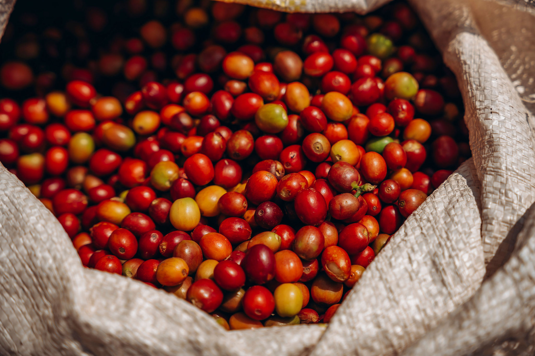 Life at YEET COFFEE washing stations in Karongi