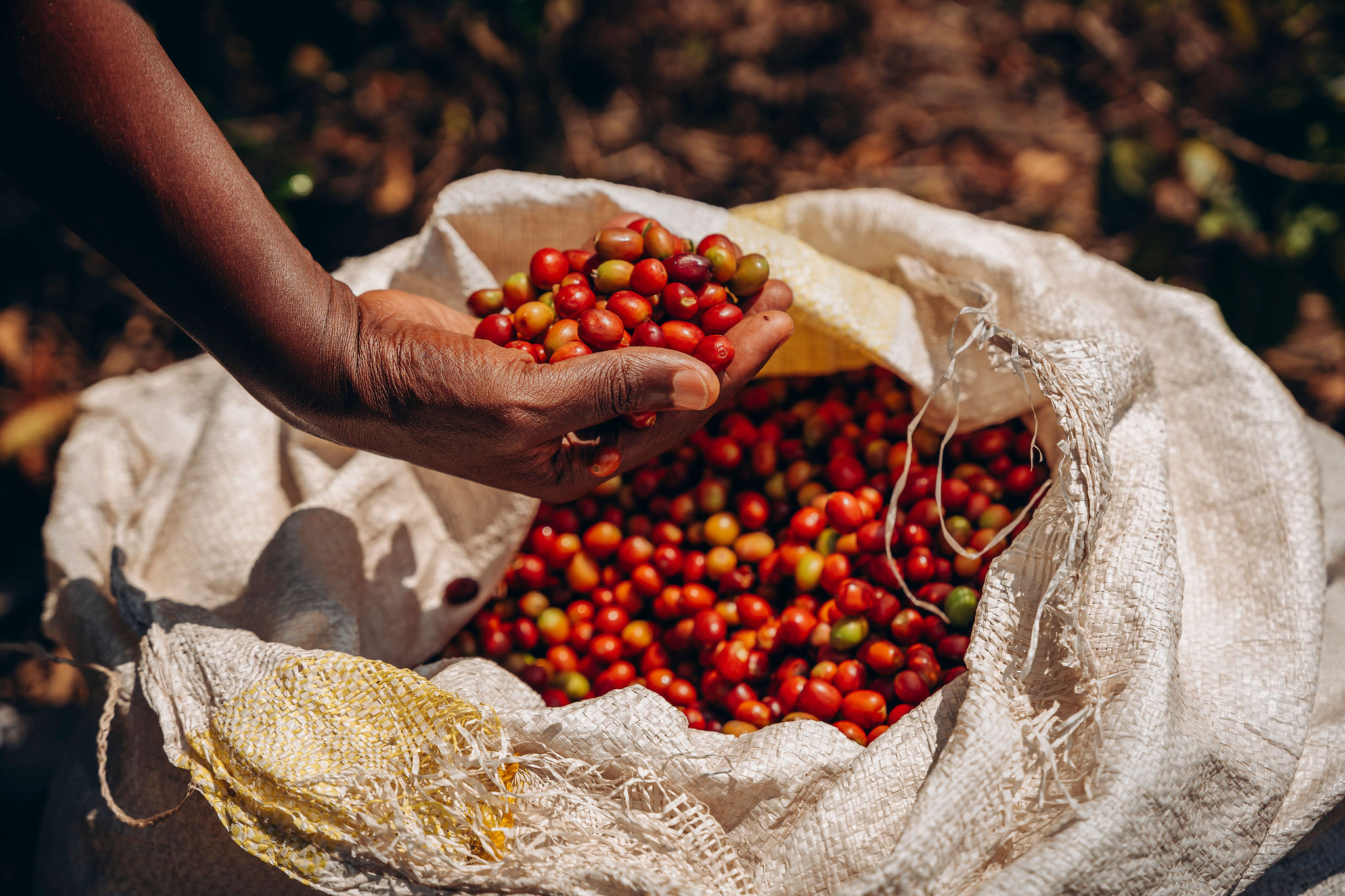 Life at YEET COFFEE washing stations in Karongi