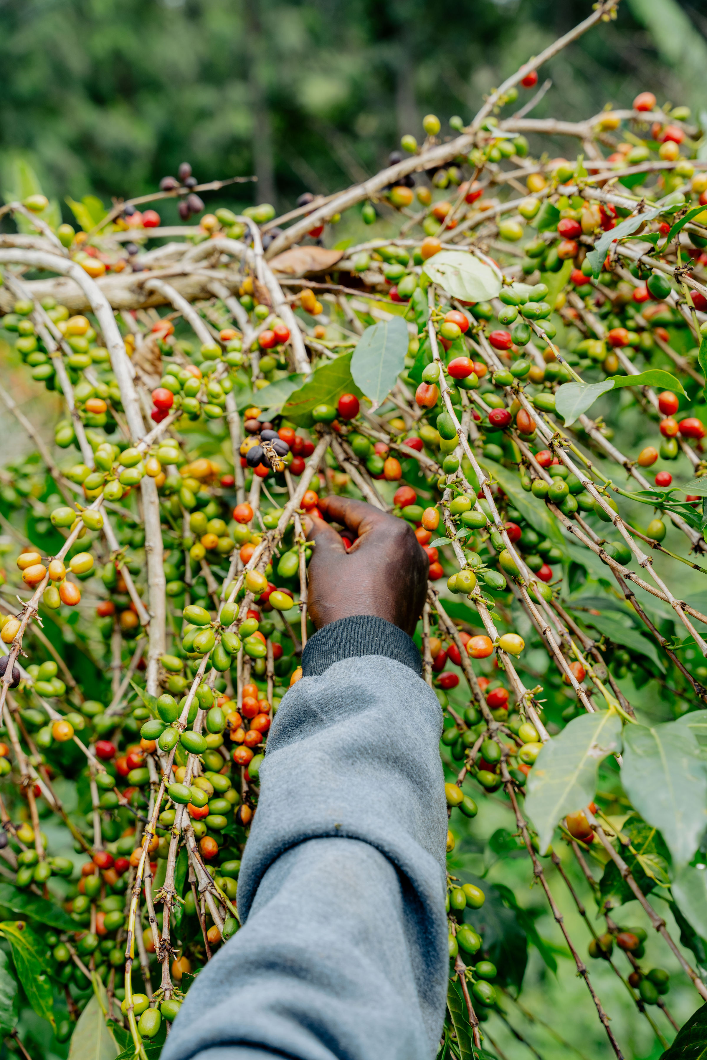 Farmer handpicking ripe coffee cherries in Rwanda