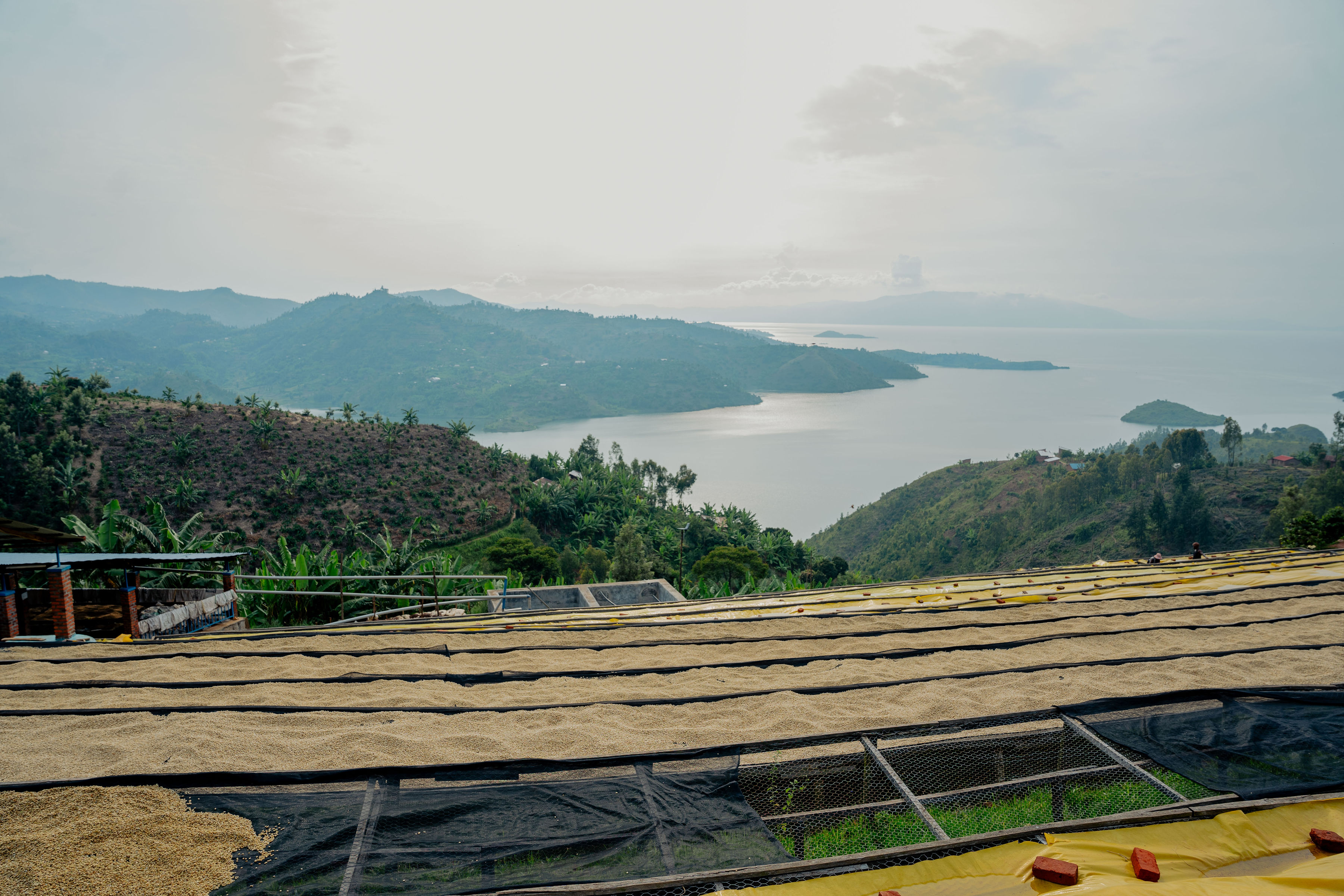 Coffee drying beds overlooking Rwandan hills and lake