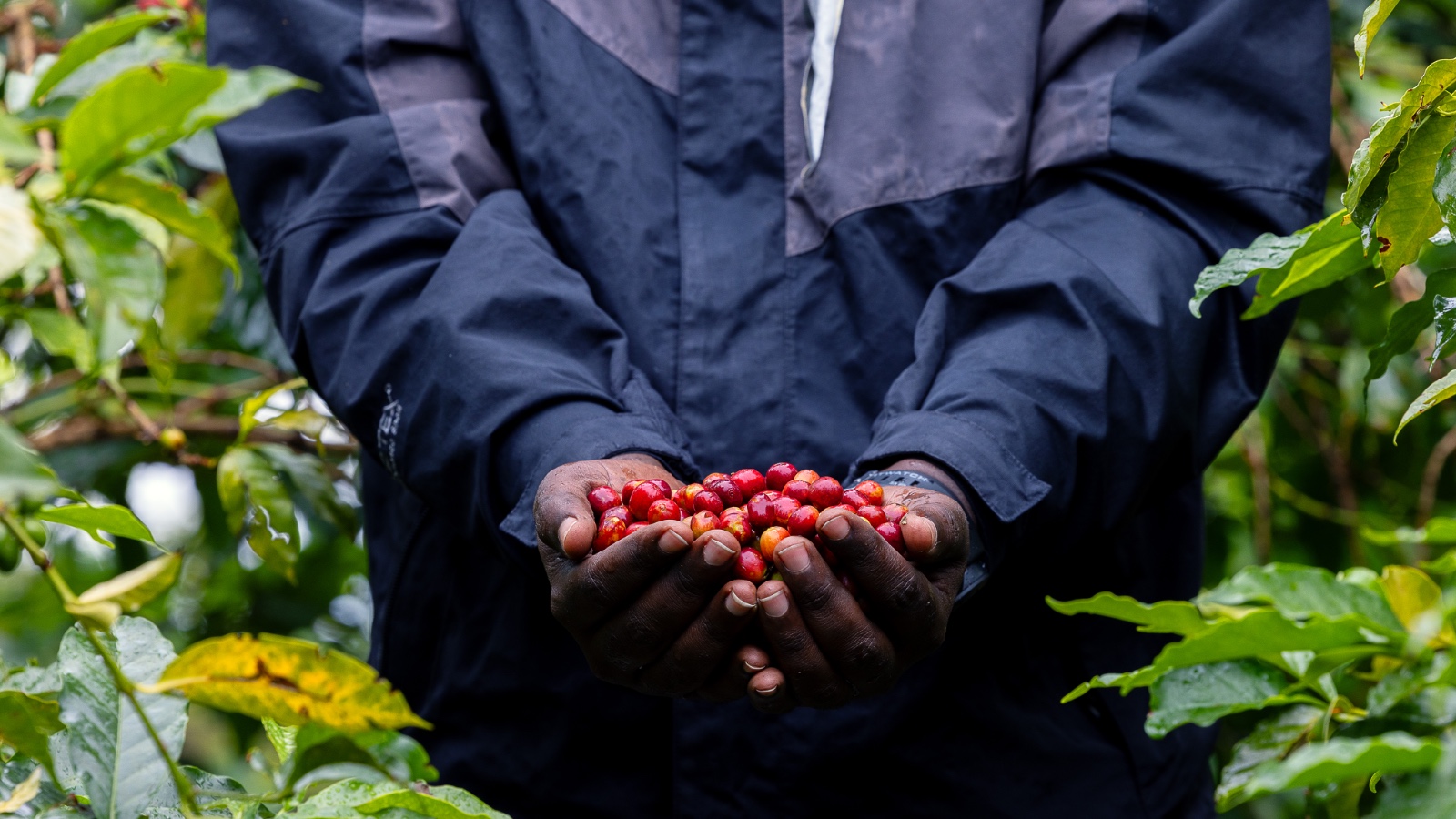 Freshly picked coffee cherries held in hand at source