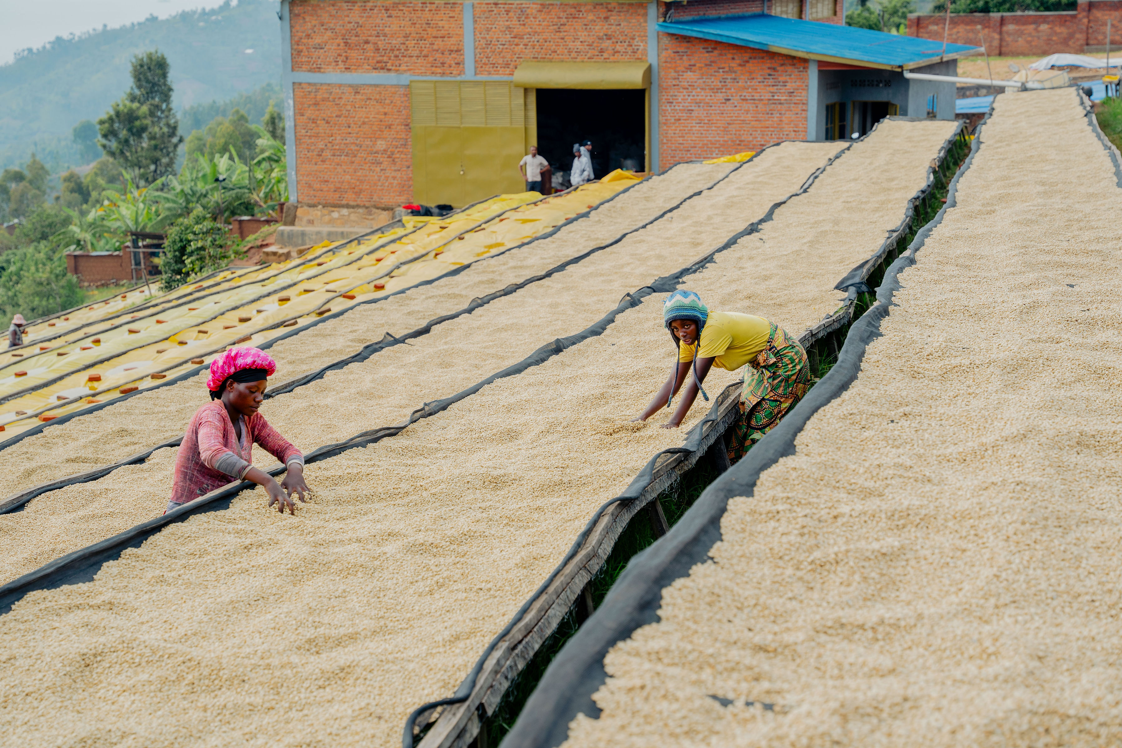 Nyabumera drying beds with team at work