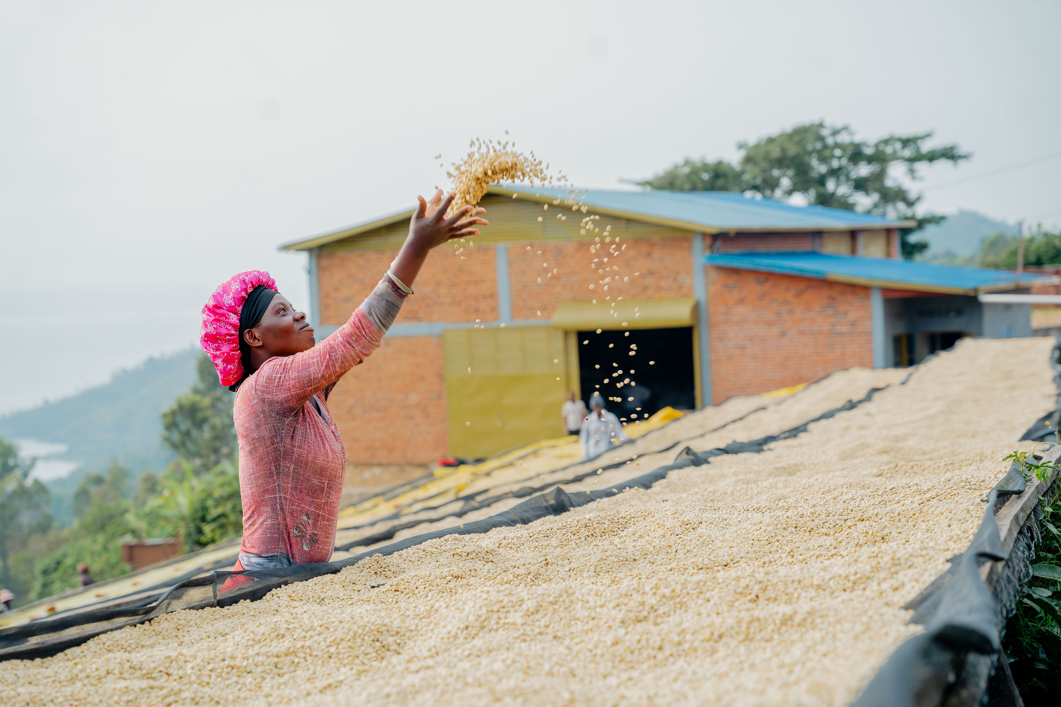 Coffee processing and drying at a Rwandan washing station