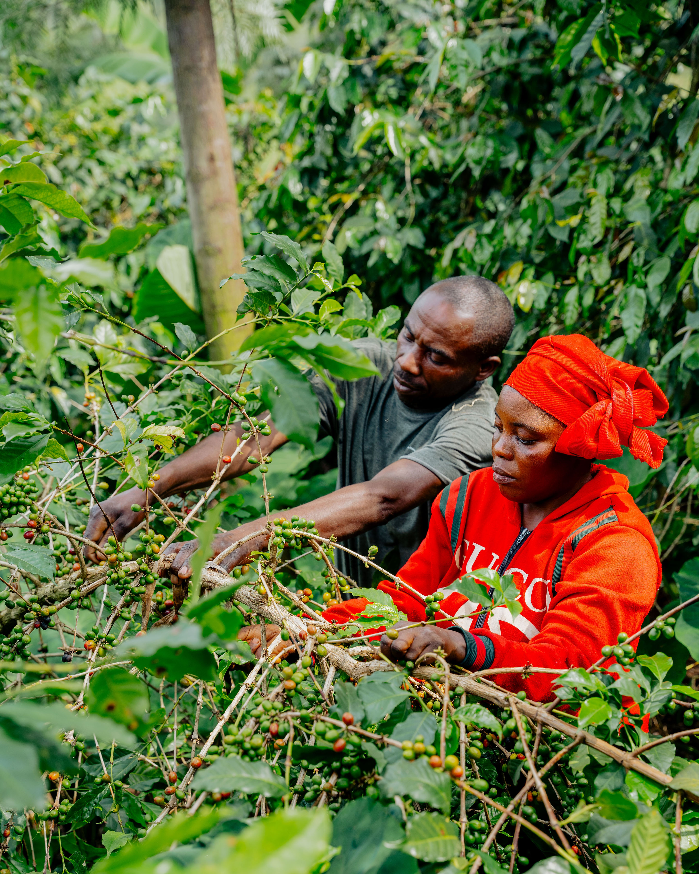Coffee producers in the field